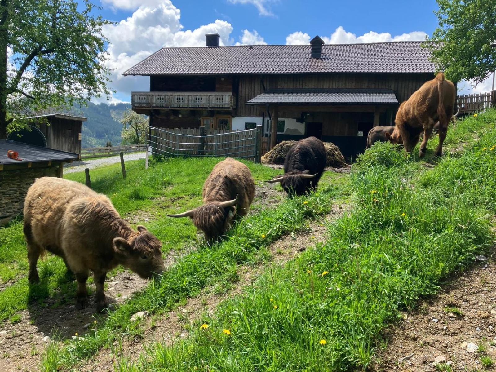 Landhaus Hochkoenig Mühlbach am Hochkönig Екстериор снимка